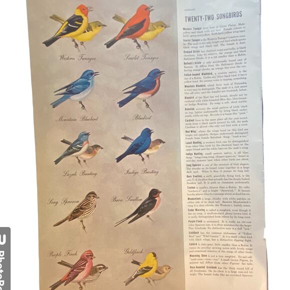 Vtg Bright Wood Warblers Print Songbirds List Pictures May 23 1938 Frame Ready - Picture 4 of 5